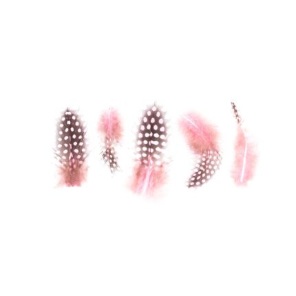 Pink Feathers